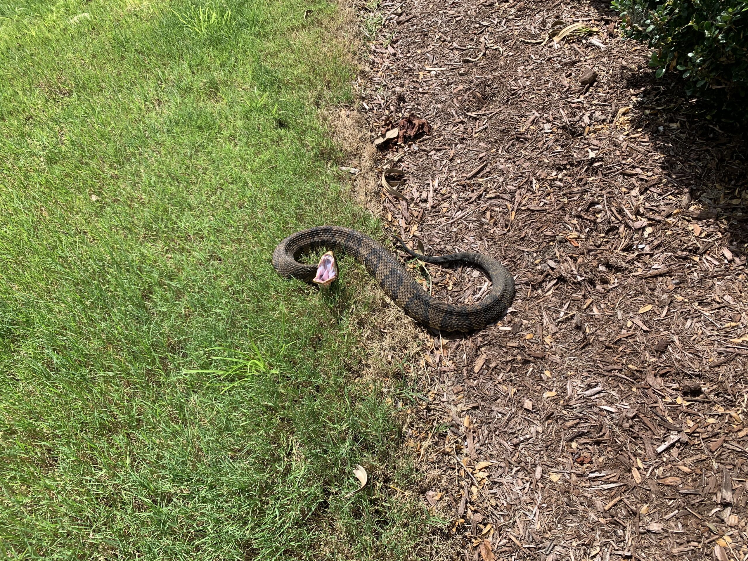 Cotton mouth snake obx